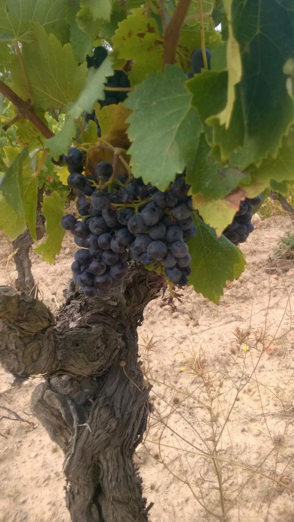 Domaine D'azeou
