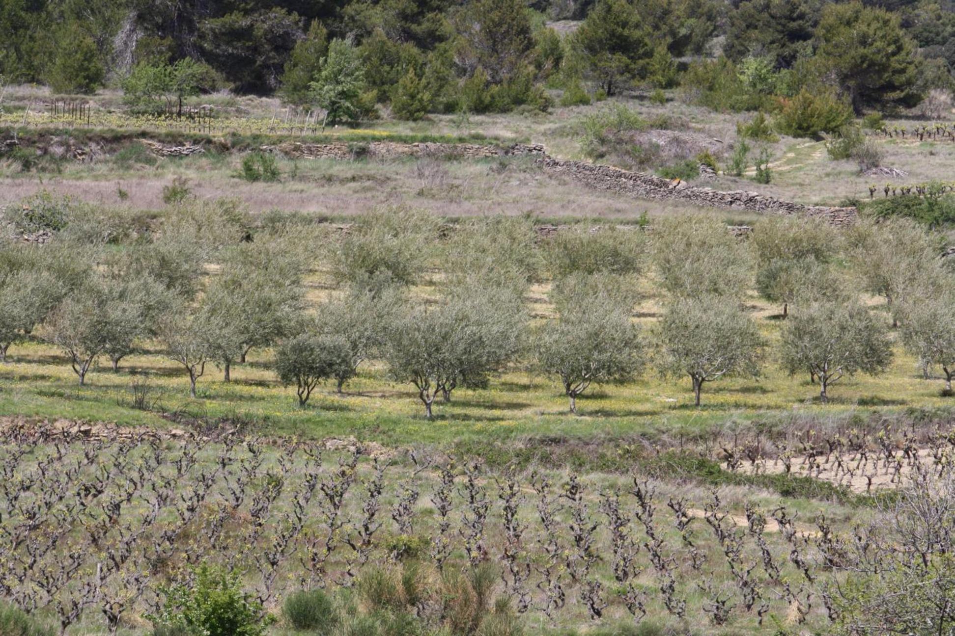 Domaine D'azeou Country house Laure-Minervois
